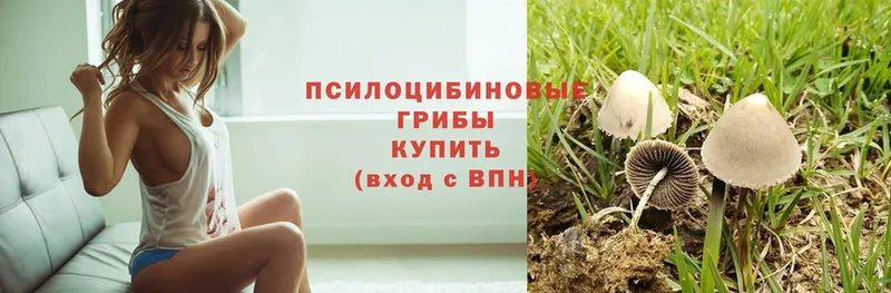 Псилоцибиновые грибы Psilocybe  купить   Белорецк 